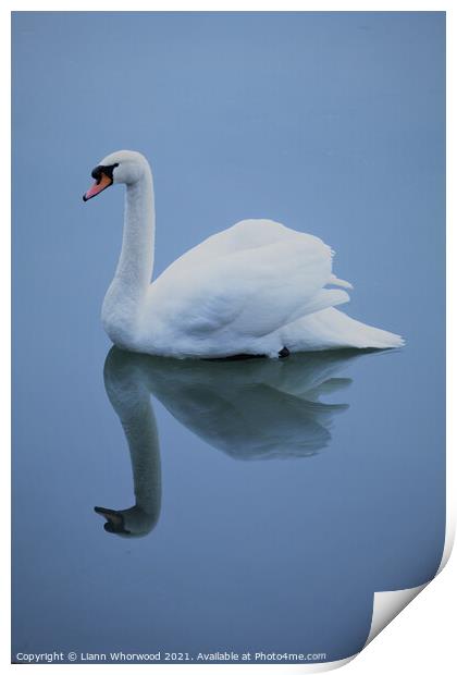 Blue swan reflection Print by Liann Whorwood