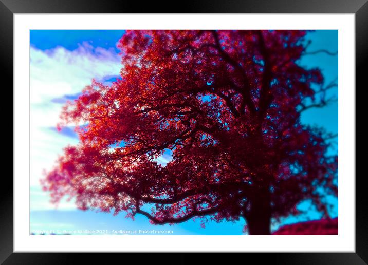 Red Tree Framed Mounted Print by Grace Wallace