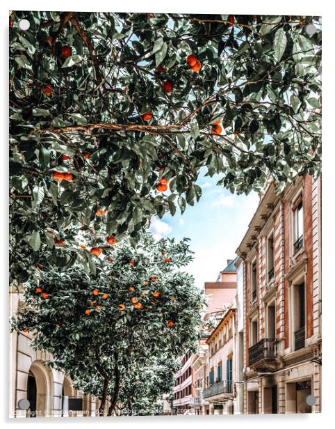 Orange Trees In Barcelona City, Spain Acrylic by Radu Bercan