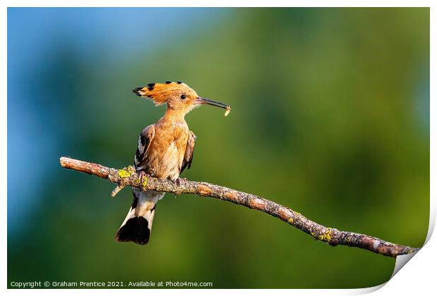 Hoopoe Delivering Grub Print by Graham Prentice