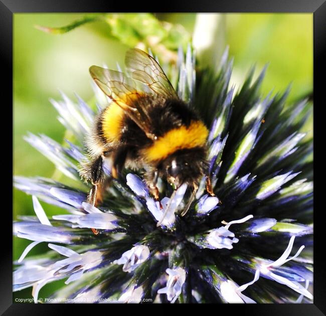 A bee collecting pollen on a flower Framed Print by Fiona Williams