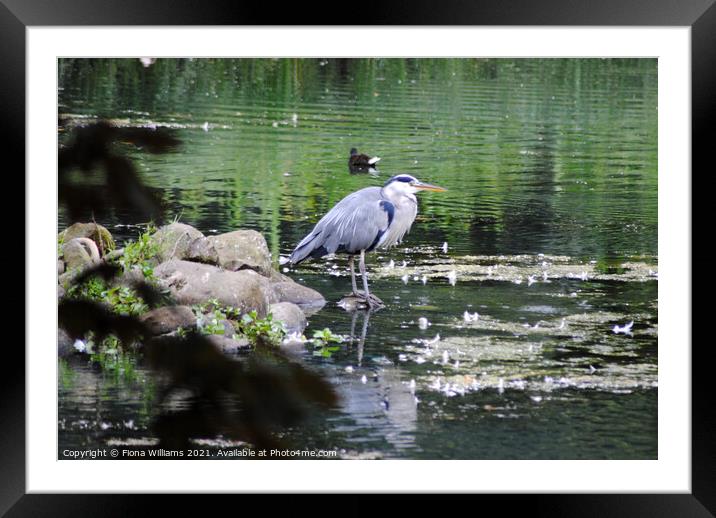 Heron in the water at Kelvingrove Framed Mounted Print by Fiona Williams