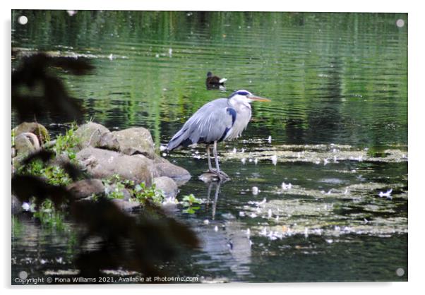 Heron in the water at Kelvingrove Acrylic by Fiona Williams
