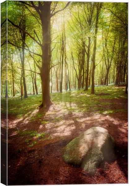 Forest Light Canvas Print by Richard Downs