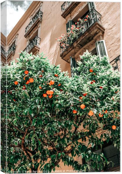 Orange Trees In Barcelona City, Spain Canvas Print by Radu Bercan