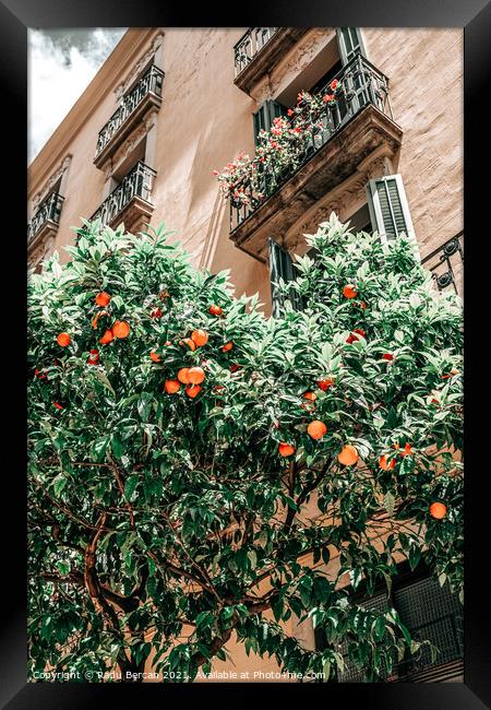 Orange Trees In Barcelona City, Spain Framed Print by Radu Bercan