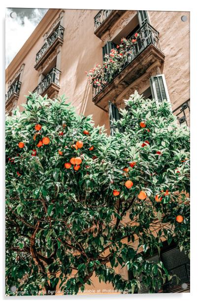 Orange Trees In Barcelona City, Spain Acrylic by Radu Bercan