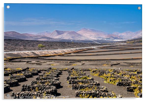Majestic Volcanic Vineyards Acrylic by Peter Thomas