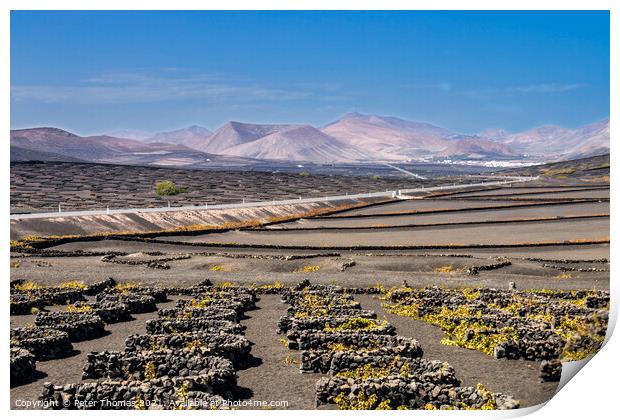 Majestic Volcanic Vineyards Print by Peter Thomas