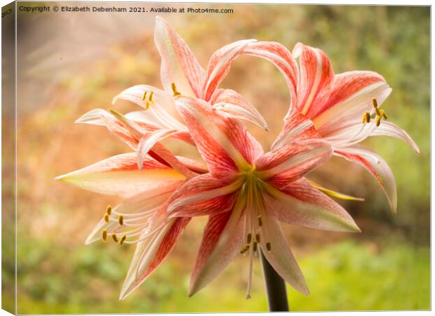 Exotic Star; Amaryllis Canvas Print by Elizabeth Debenham