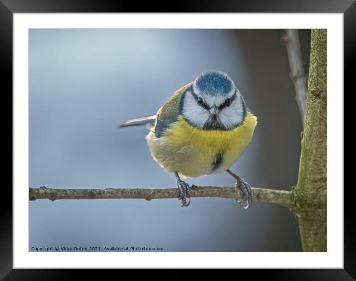 Blue tit looking straight at me  Framed Mounted Print by Vicky Outen