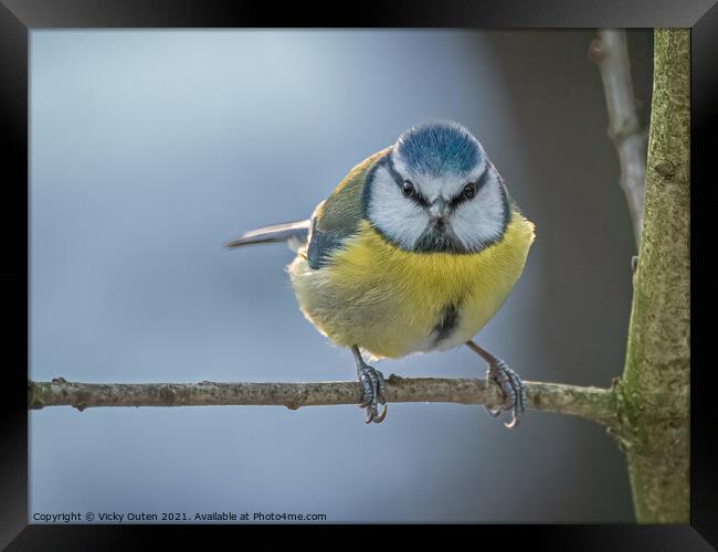Blue tit looking straight at me  Framed Print by Vicky Outen