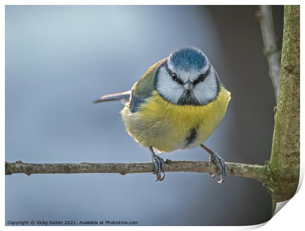Blue tit looking straight at me  Print by Vicky Outen