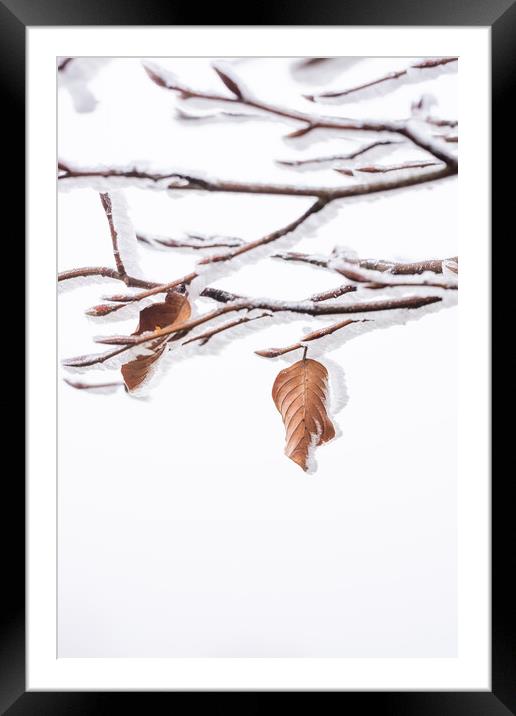 Winter Leaf Framed Mounted Print by Graham Custance