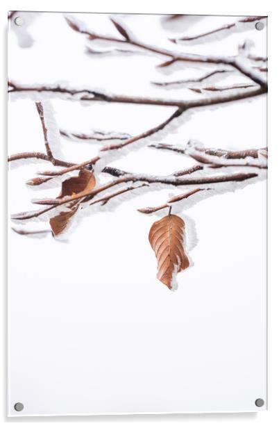 Winter Leaf Acrylic by Graham Custance