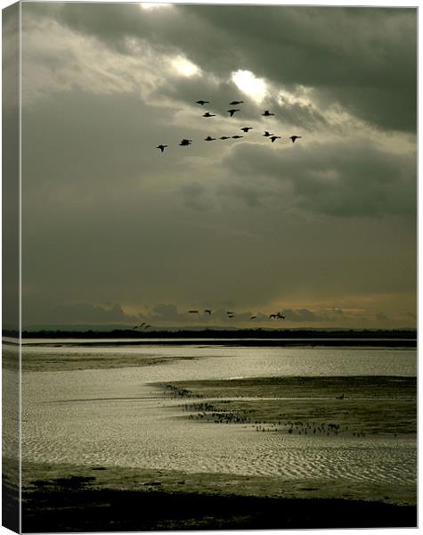 Brent geese flight Canvas Print by richard jones