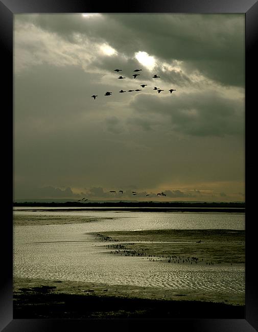Brent geese flight Framed Print by richard jones