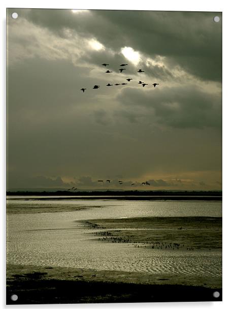 Brent geese flight Acrylic by richard jones