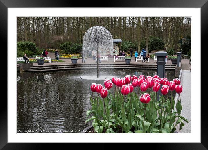 Vibrant Tulip Oasis Framed Mounted Print by Peter Thomas
