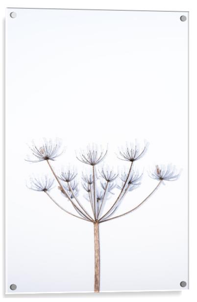 Frozen cow parsley  Acrylic by Graham Custance
