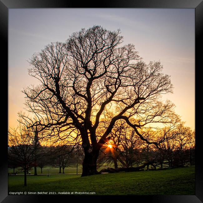 Ancient Oak at Sunset Framed Print by Simon Belcher