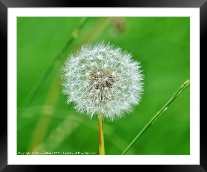 Dandielion Framed Mounted Print by Fiona Williams