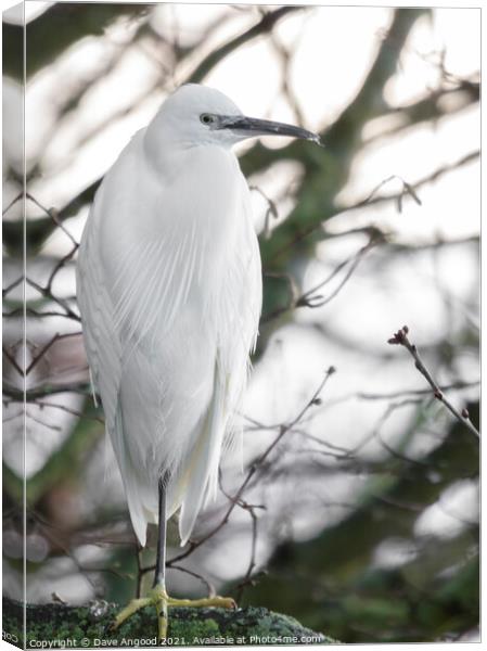 Little Egret Canvas Print by Dave Angood