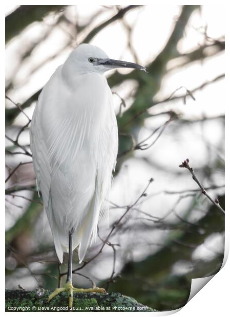 Little Egret Print by Dave Angood