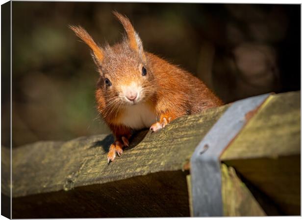 Red squirrel on a wooden fence  Canvas Print by Vicky Outen