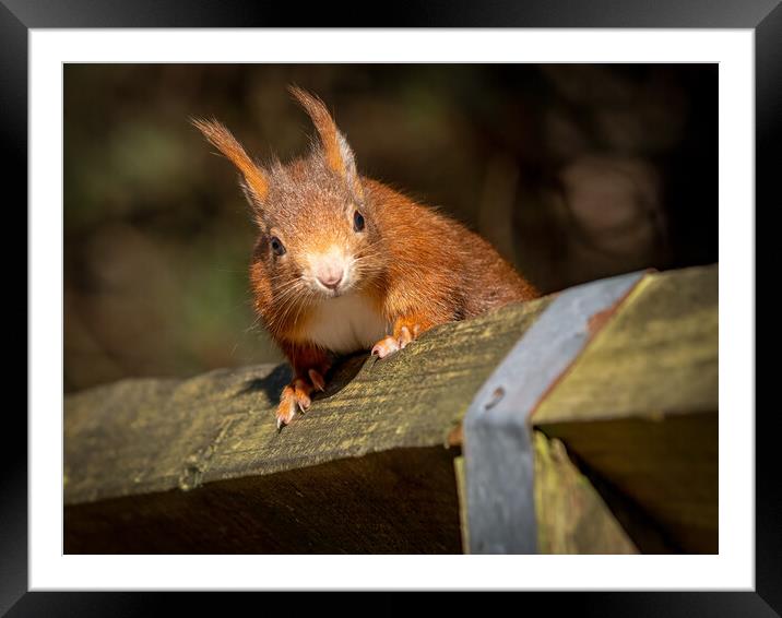 Red squirrel on a wooden fence  Framed Mounted Print by Vicky Outen