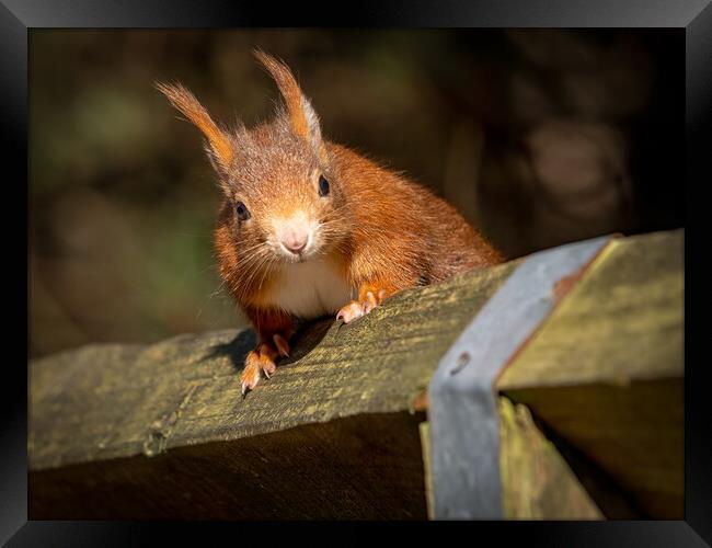 Red squirrel on a wooden fence  Framed Print by Vicky Outen
