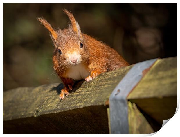 Red squirrel on a wooden fence  Print by Vicky Outen