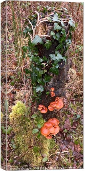 Fungus on an ivy covered stump. Canvas Print by Gaynor Ball