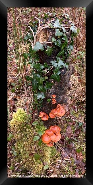 Fungus on an ivy covered stump. Framed Print by Gaynor Ball