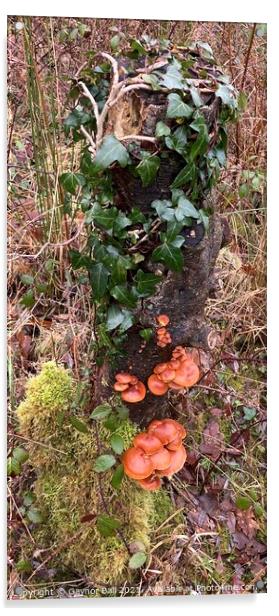 Fungus on an ivy covered stump. Acrylic by Gaynor Ball