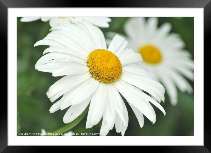 Macro Daisies Framed Mounted Print by Fiona Williams