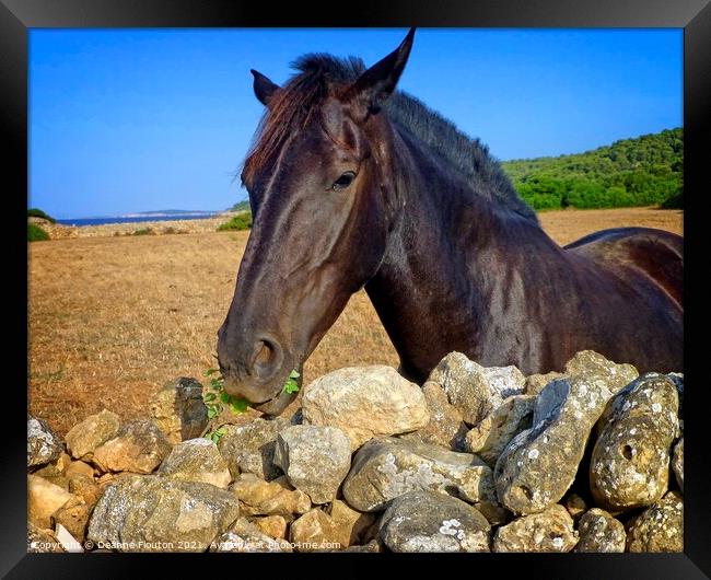 Regal Menorcan Horse Grazing Framed Print by Deanne Flouton