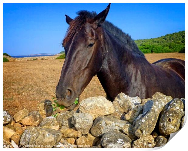 Regal Menorcan Horse Grazing Print by Deanne Flouton