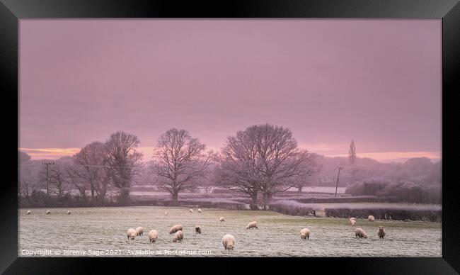 Cold and frosty with sheep Framed Print by Jeremy Sage