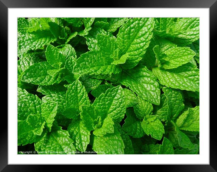 Refreshing Scent of Mint Framed Mounted Print by Deanne Flouton