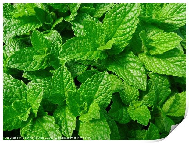 Refreshing Scent of Mint Print by Deanne Flouton