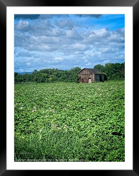Serene Summer Potato Field Framed Mounted Print by Deanne Flouton
