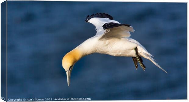 Gannet Hovering Canvas Print by Ron Thomas