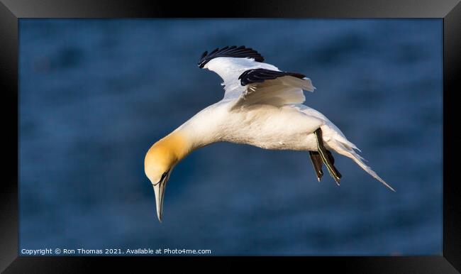Gannet Hovering Framed Print by Ron Thomas