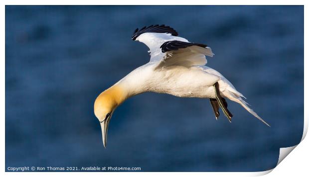 Gannet Hovering Print by Ron Thomas