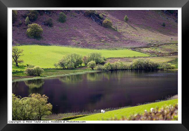 Reflections on Gwynllyn in the Elan Valley Framed Print by Peter Taylor
