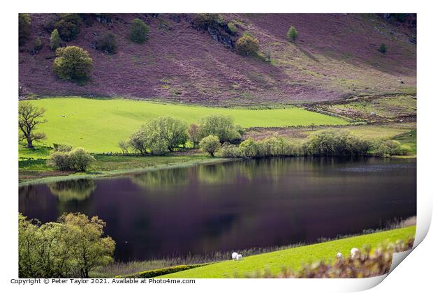 Reflections on Gwynllyn in the Elan Valley Print by Peter Taylor