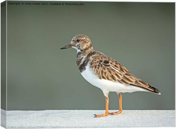Turnstone on a standing on a ledge Canvas Print by Vicky Outen