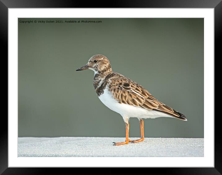 Turnstone on a standing on a ledge Framed Mounted Print by Vicky Outen