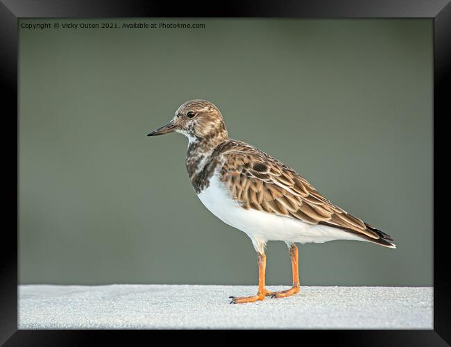 Turnstone on a standing on a ledge Framed Print by Vicky Outen
